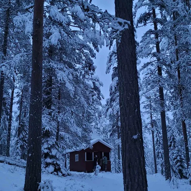 Liten rød hytte omgitt av høye snødekte furutrær i skogen.
