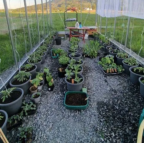 Planter i potter står på grusgulv i drivhus omgitt av grønne jorder.