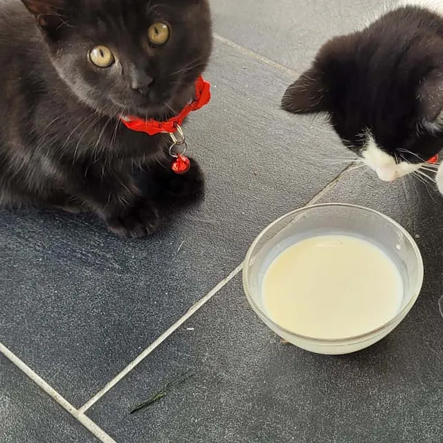 To kattunger ved skål med melk, den ene svart og den andre svart og hvit.