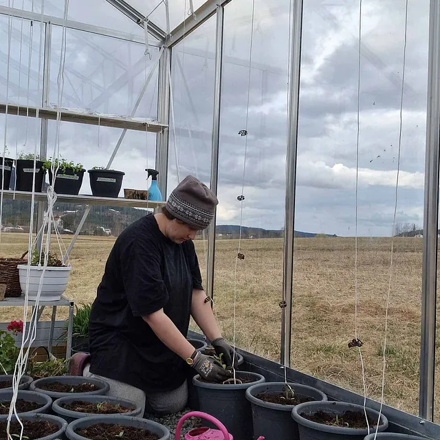 Kvinne planter småplanter i potter inne i drivhus på overskyet dag.