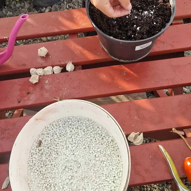 Person sår frø i potte på rød benk med gjødsel, hagesaks og hvitløk ved siden av.