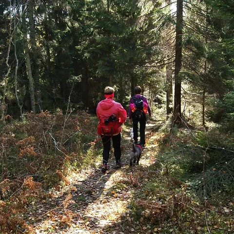 To personer med hund går på smal sti i solfylt granskog.