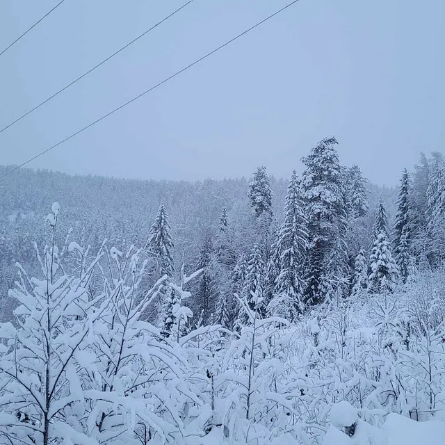 Snødekt skog med mennesker som går langs en vintersti under kraftlinjer.