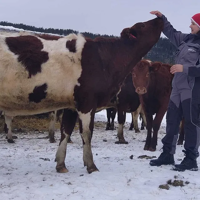 Person med nisselue klapper ku på snødekt jorde.